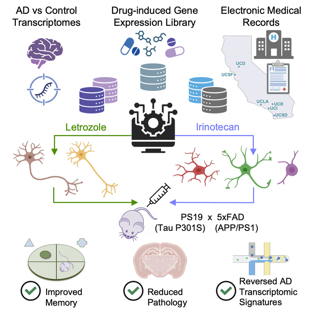 암 치료제 ‘레트로졸’·‘이리노테칸’, 알츠하이머병 치료 가능성 제시